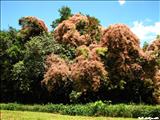 Jardín Botánico - SAN JUAN